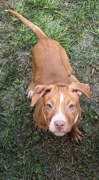 Cuccioli di American Pitbull terrier 