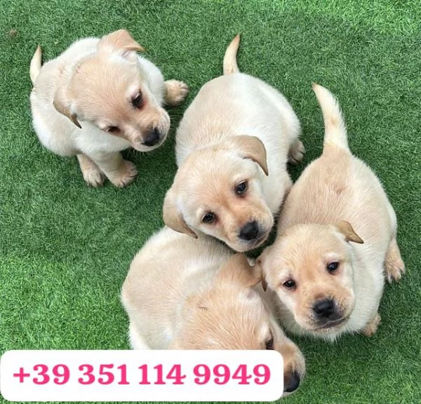 Regala un cucciolo di Labrador maschio e femmina