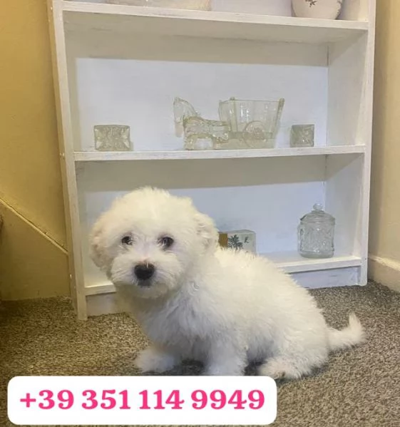 Regala un cucciolo di Maltese maschio e femmina