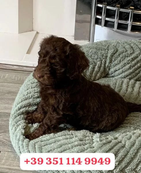 Regala un cucciolo di Cocker Spaniel Inglese maschio e femmina | Foto 2