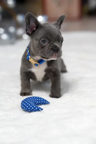 Bulldog Francese Cuccioli Amore Gioia e Compagnia | Foto 0