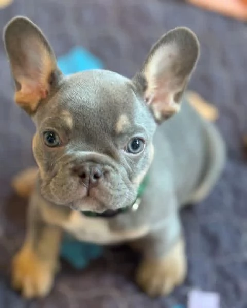 Cuccioli di Bulldog Francese Ideali per Famiglia e Appartamento