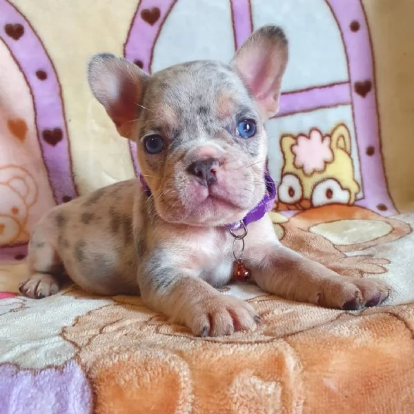CUCCIOLI DI BULLDOG FRANCESE pagamento rateale