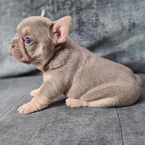 CUCCIOLI DI BULLDOG FRANCESE pagamento rateale | Foto 3
