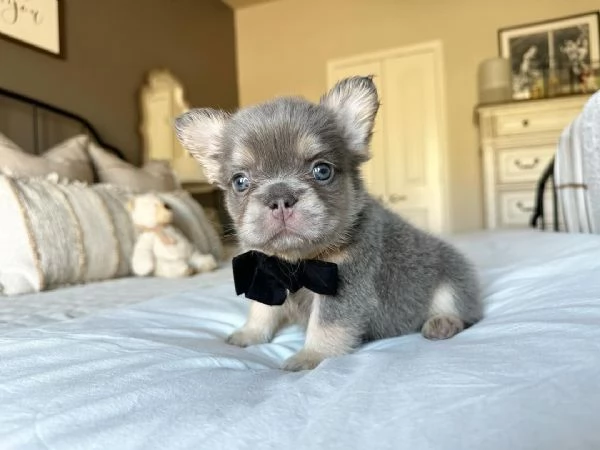 CUCCIOLI DI BULLDOG FRANCESE pagamento rateale | Foto 2