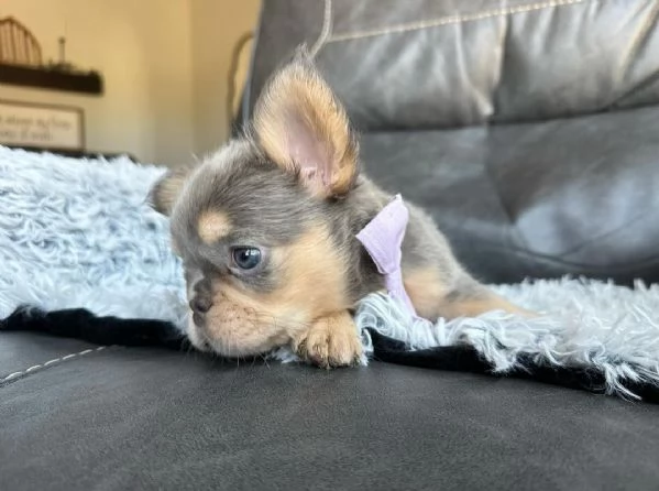 CUCCIOLI DI BULLDOG FRANCESE pagamento rateale | Foto 1