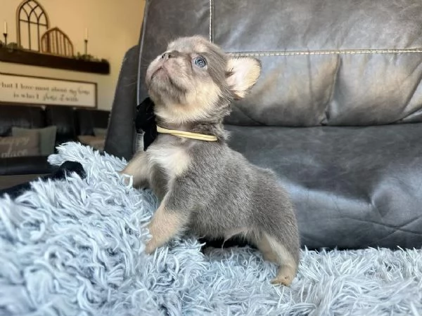 CUCCIOLI DI BULLDOG FRANCESE pagamento rateale | Foto 0