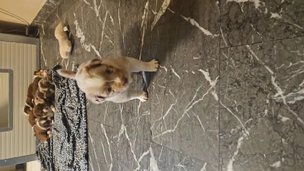 Cuccioli Pastore Australiano 