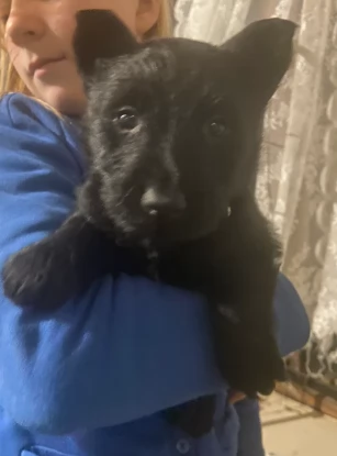 Cuccioli di Scottish Terrier