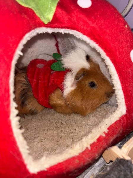 regalo porcellini dindia