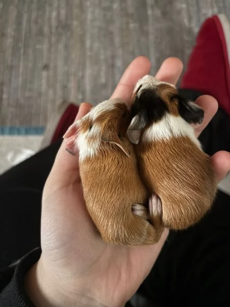 regalo porcellini dindia | Foto 0