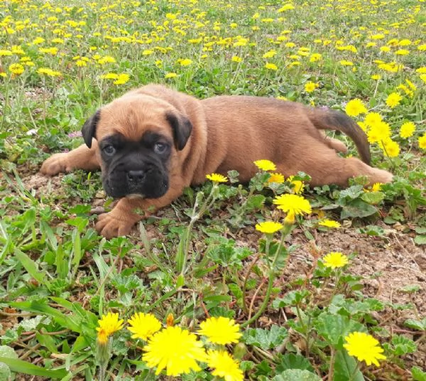 Regalo di un Boxer Maschio e Femmina | Foto 1