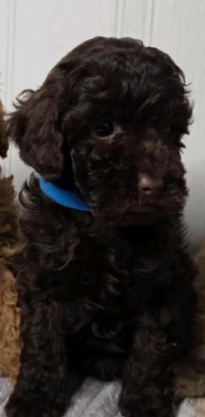 Regalo di Barboncino Maschio e Femmina | Foto 2