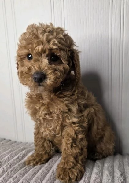 Regalo di Barboncino Maschio e Femmina | Foto 1