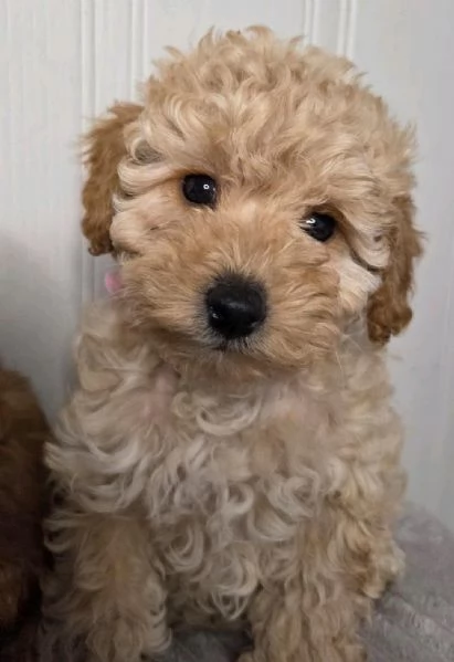 Regalo di Barboncino Maschio e Femmina | Foto 0