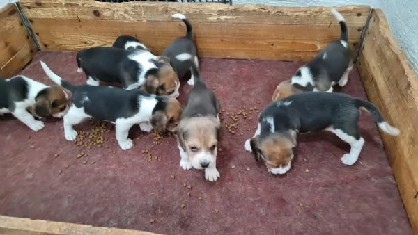  di Beagle Maschio e Femmina