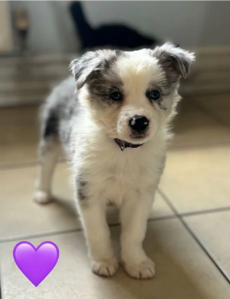  di un Border Collie maschio e femmina