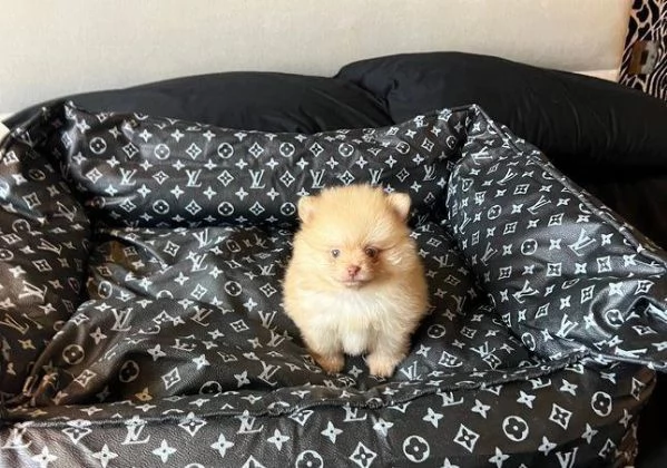 Regalo di  Volpino Pomerania Maschio e Femmina | Foto 0