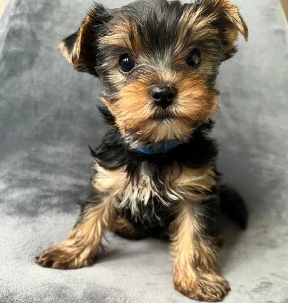 Regalo di  Yorkshire Maschio e Femmina | Foto 2