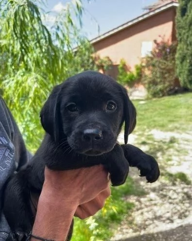 Regalo di   Labrador Maschio e Femmina | Foto 0