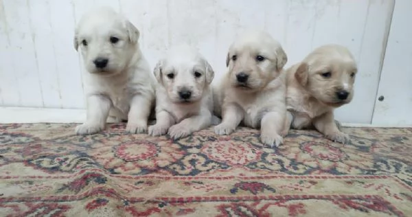 Regalo di  Golden Retriever Maschio e Femmina