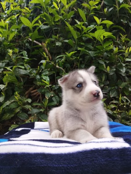 Regalo di un  Husky Maschio e Femmina | Foto 2