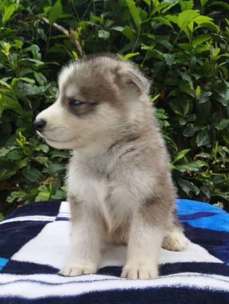 Regalo di un  Husky Maschio e Femmina | Foto 1