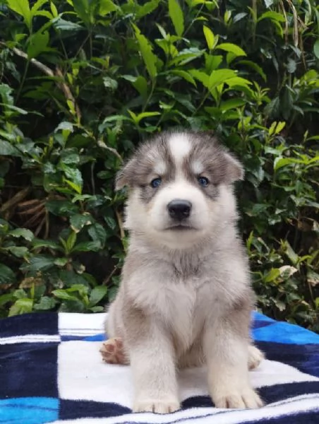 Regalo di un  Husky Maschio e Femmina