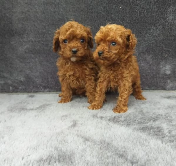 regala i nostri cuccioli di  Barboncino maschi e femmine | Foto 2