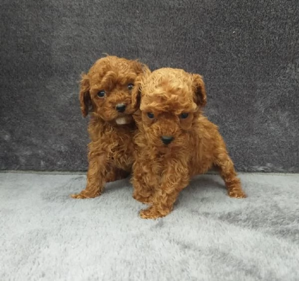 regala i nostri cuccioli di  Barboncino maschi e femmine | Foto 1