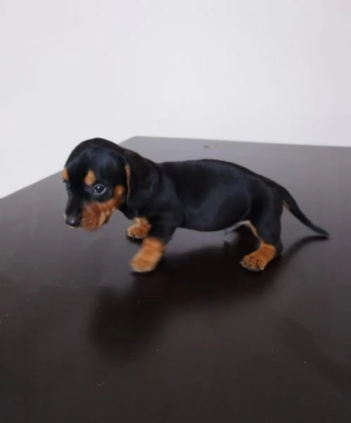 regala i nostri cuccioli di barboncino maschi e femmine | Foto 2