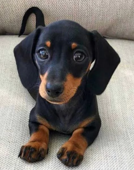 regala i nostri cuccioli di barboncino maschi e femmine | Foto 1