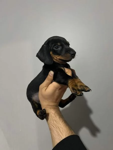 regala i nostri cuccioli di barboncino maschi e femmine | Foto 0