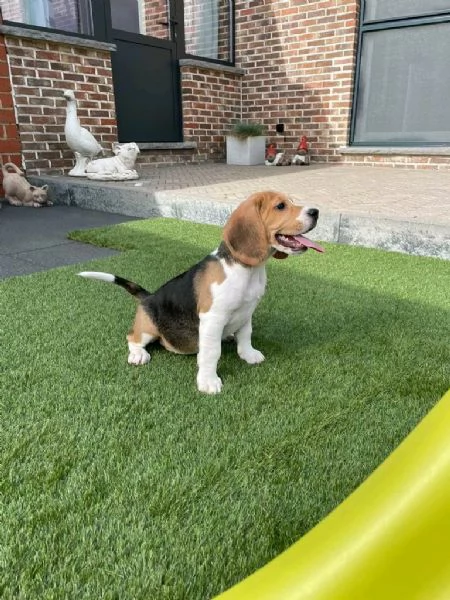 regala i nostri cuccioli di  Beagle maschi e femmine