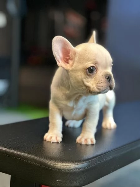 regala i nostri cuccioli di  Bouledogue maschi e femmine | Foto 0