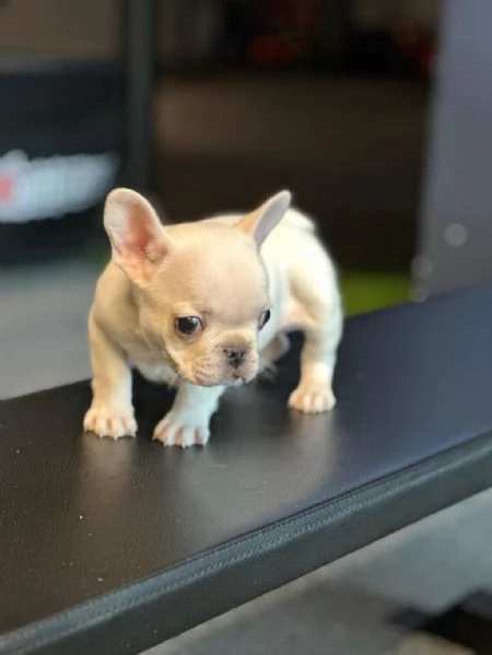 regala i nostri cuccioli di  Bouledogue maschi e femmine