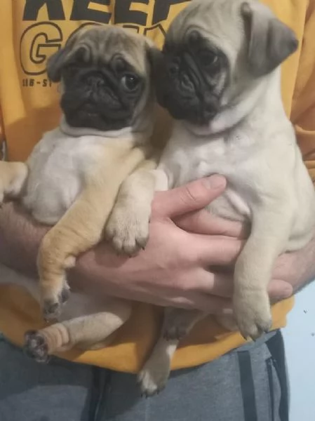 regala i nostri cuccioli di  Carlino maschi e femmine | Foto 2