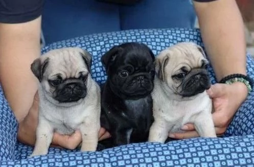 regala i nostri cuccioli di  Carlino maschi e femmine