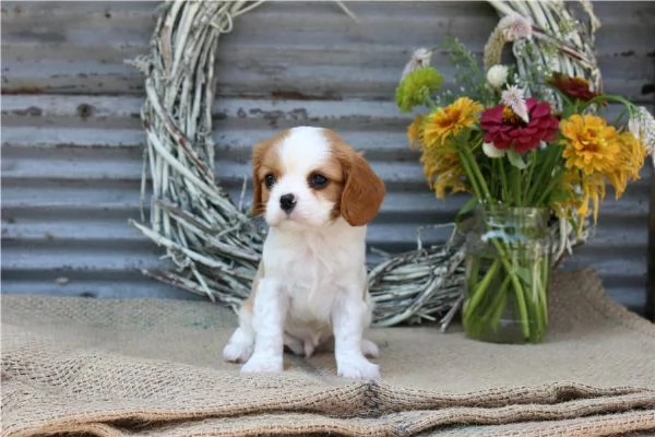 regala i nostri cuccioli di  Cavalier King maschi e femmine | Foto 1