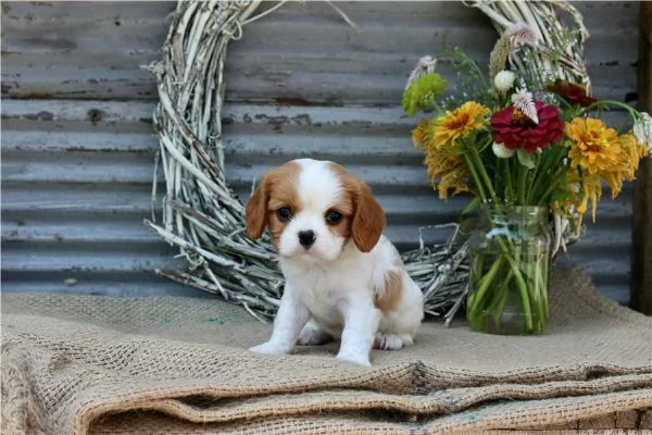 regala i nostri cuccioli di  Cavalier King maschi e femmine | Foto 0