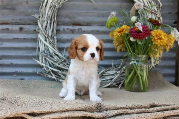 regala i nostri cuccioli di  Cavalier King maschi e femmine