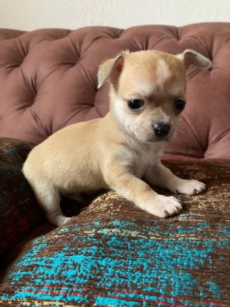 regala i nostri cuccioli di  Chihuahua maschi e femmine | Foto 2