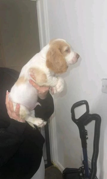 regala i nostri cuccioli di  Cocker Spaniel Inglese maschi e femmine | Foto 1
