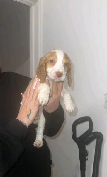 regala i nostri cuccioli di  Cocker Spaniel Inglese maschi e femmine