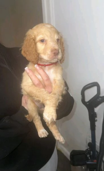 regala i nostri cuccioli di  Cocker Spaniel Inglese maschi e femmine | Foto 0