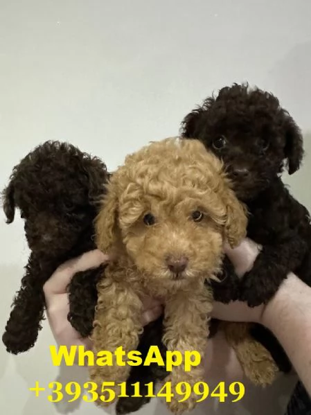 Regalo Bellissimi cuccioli di barboncino maschi e femmine | Foto 2