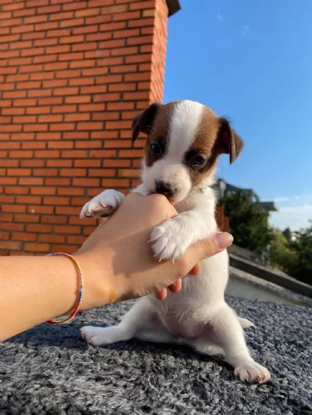 Regalo Bellissimi cuccioli di Jack Russelmaschi e femmine | Foto 2