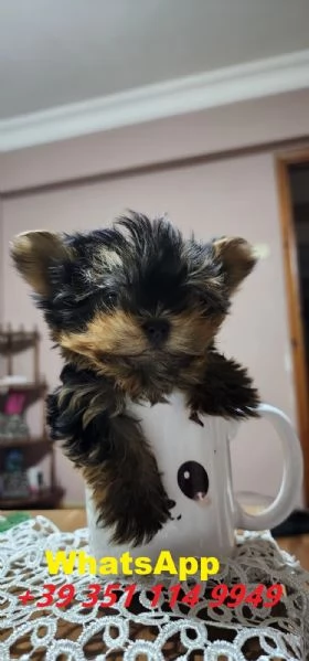 Regalo Bellissimi cuccioli di Yorkshire maschi e femmine