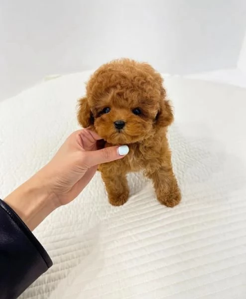 Cuccioli di Barboncino cercano casa piena damore | Foto 0