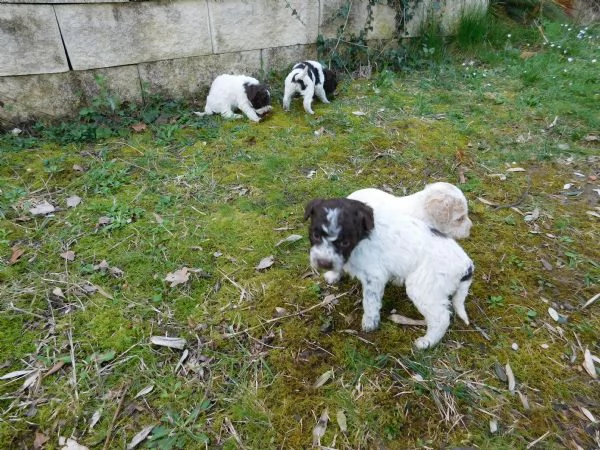 Lagotto Romagnolo | Foto 4